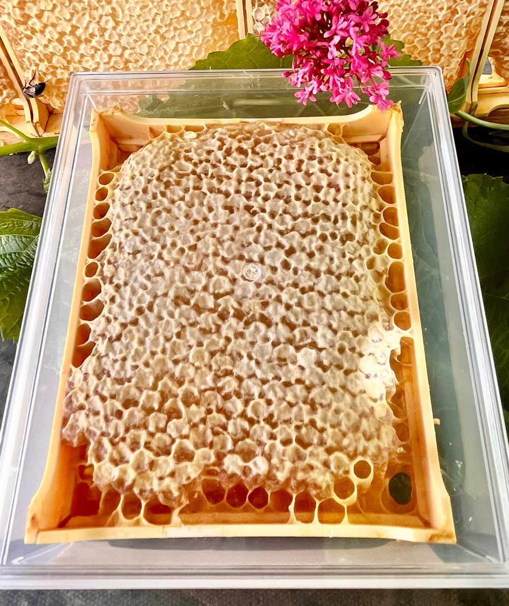 Wabenhonig im Rähmchen mit Aufbewahrungsbox – Bild 3