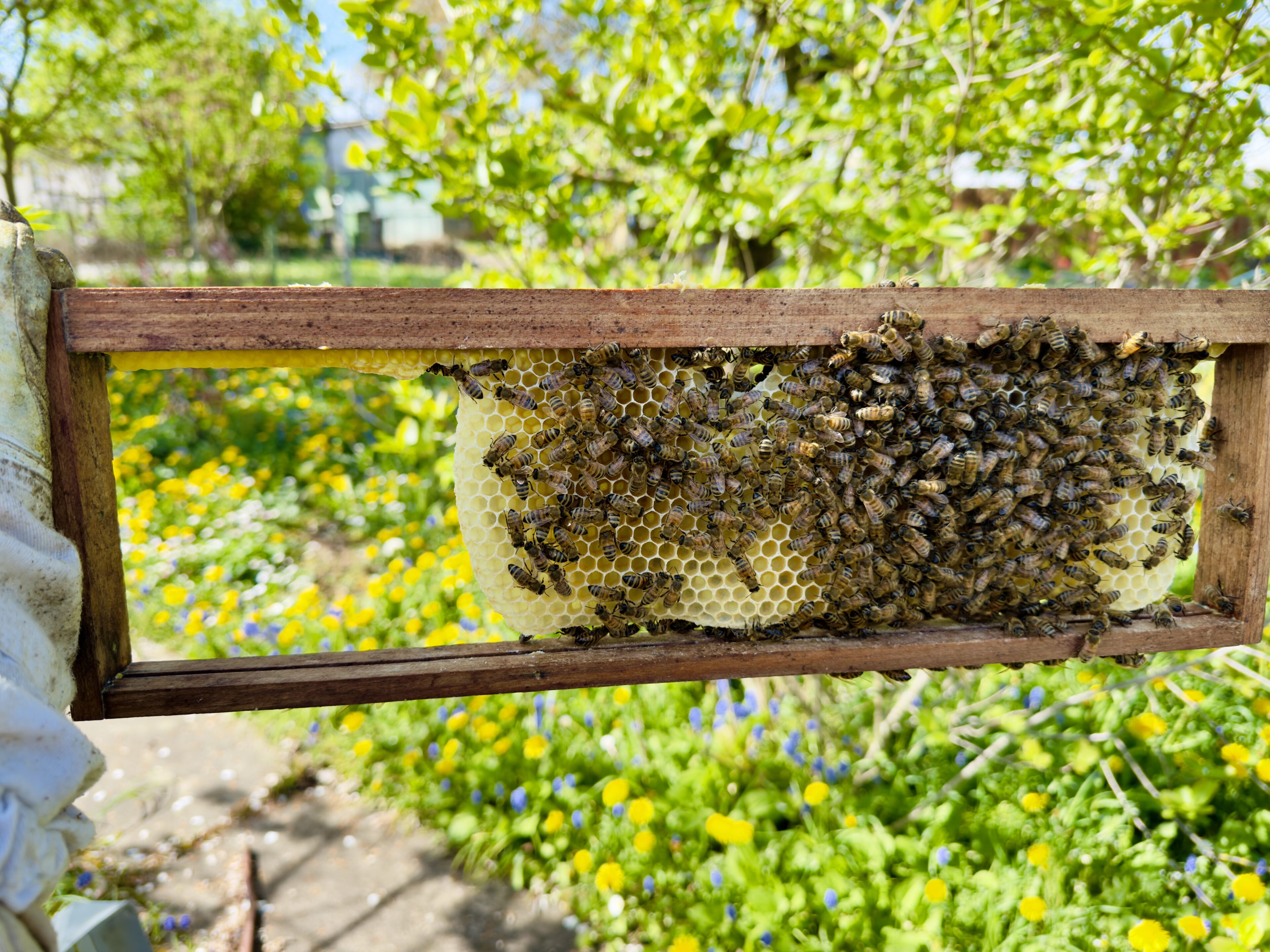 Wabenhonig XL – Bild 4
