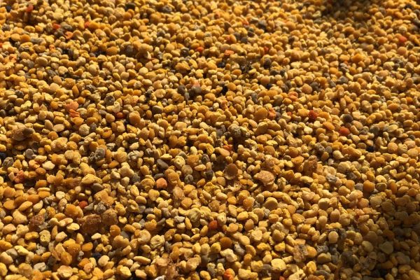 Gesammelte Blütenpollen in einer Holzkiste
